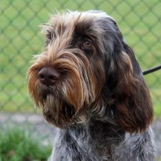 a brown and black dog sitting on top of a grass covered field next to a fence