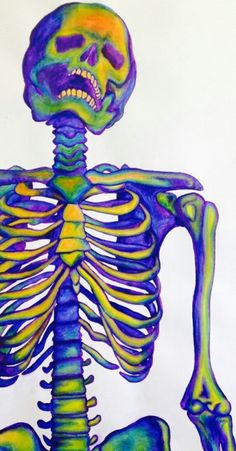 a drawing of a human skeleton with the lower body highlighted in blue, yellow and green