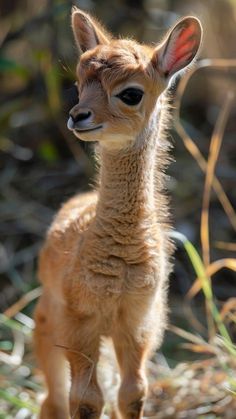 a baby deer is standing in the grass