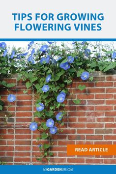 a brick wall with blue flowers growing on it and the words tips for growing flowering vines