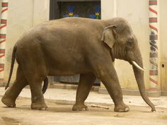 an elephant walking in front of a building