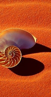 an ammonite shell on the ground with its shadow cast by it's side