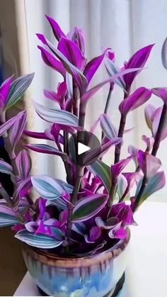 purple flowers in a blue bowl on a table