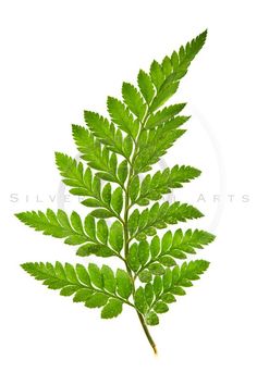 a close up of a green leaf on a white background