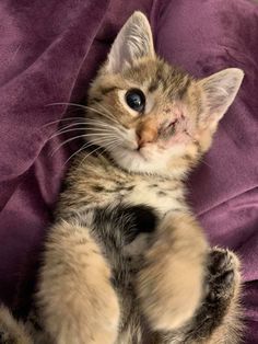 a small kitten laying on top of a purple blanket