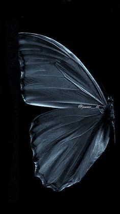 a black and white photo of a butterfly's wing in the dark, with only one wing visible