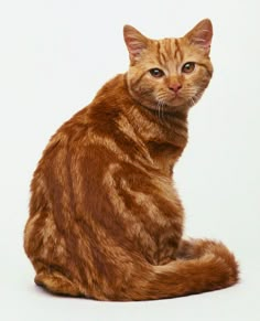 an orange cat is sitting on the floor