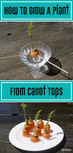 carrots in a glass bowl with the words how to grow a plant from carrot tops