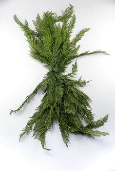 Soft touch, artificial, cedar pine swag - 48” - Greenery Marketgreenery207397 Faux Cedar Garland, Fresh Cedar Garland, Door Swag With Large Pine Ones, Long Needle Pine Garland, Artificial Pine Door Swag, Christmas Berries, Winter Signs, Line Flower, Fall Ribbons