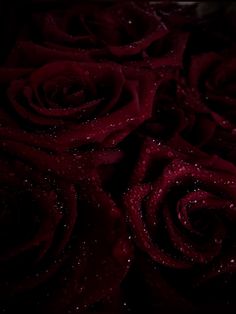 closeup of red roses with water droplets on them in the dark night time photo