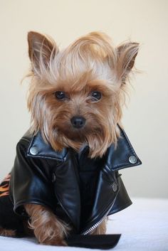 a small dog wearing a leather jacket and sitting on top of a white tablecloth