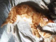 two cats laying on top of a bed next to each other with their tails curled up