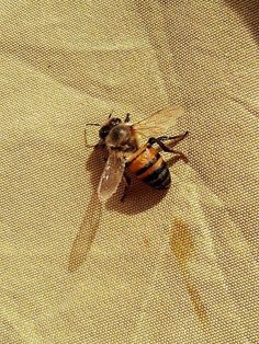 a bee sitting on top of a yellow cloth