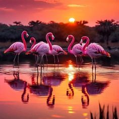 four flamingos are standing in the water at sunset