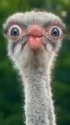 an ostrich looks at the camera with its tongue out and eyes wide open