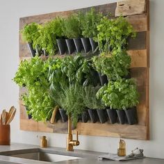 a wall mounted herb planter in a kitchen