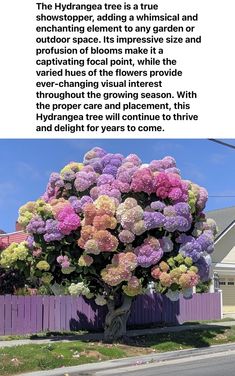 a large tree with many different colored flowers in front of a purple fence and house