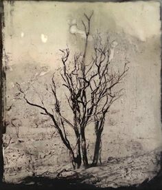 a black and white photo of a bare tree