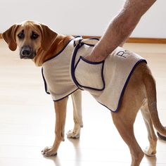 a brown dog wearing a sweater standing on top of a hard wood floor next to a person