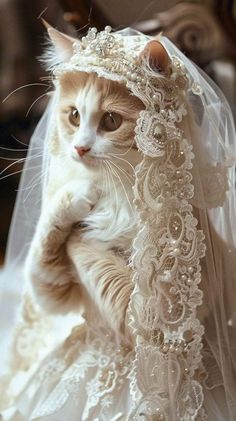 a cat wearing a veil on top of it's head with its paws in the air