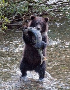 a brown bear holding a fish in its mouth