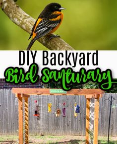 a bird sitting on top of a tree branch with the words diy backyard bird sanctuary