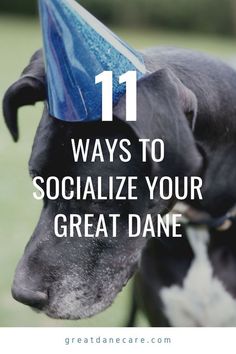 a dog wearing a party hat with the words 11 ways to socialize your great dane