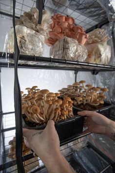 a person reaching for some mushrooms on a shelf