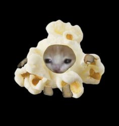 an animal is peeking out from the inside of some fruit pieces on a black background