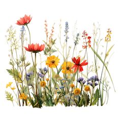 an image of wildflowers and daisies painted in watercolor