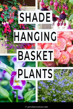 the words shade hanging basket plants are overlaid with images of flowers and other plant life