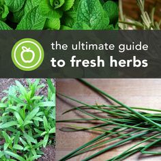 the ultimate guide to fresh herbs