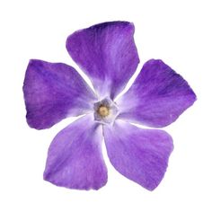 a single purple flower on a white background