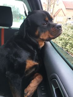 a black and brown dog sitting in the passenger seat of a car