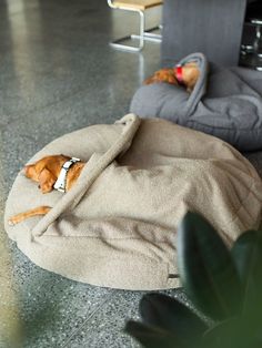 a dog laying on top of a bed in the middle of a living room next to a plant