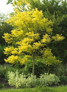 a yellow tree in the middle of some grass