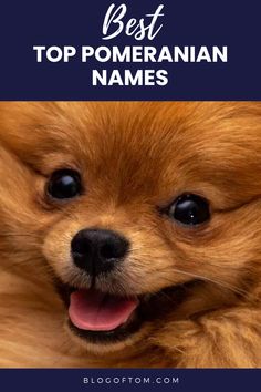 a pomeranian dog with the words best top pomeranian names