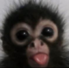 a close up of a monkey with its tongue out