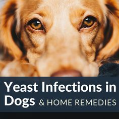 Dog Flaky Skin, Dog Benadryl, Dog Rash, Dog Itching Remedies, Dog Skin Allergies, Dog Illnesses