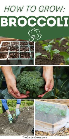 how to grow broccoli in the garden