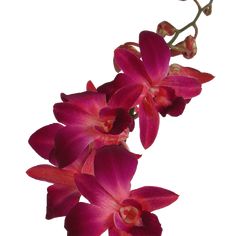 red orchids are blooming on a white background