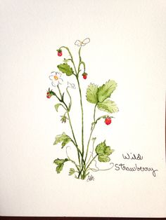 a watercolor painting of strawberries and daisies with the words, wild strawberrys