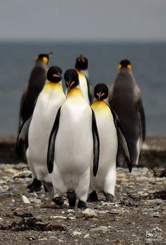 four penguins are standing together on the beach