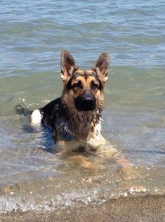 a dog is swimming in the water at the beach