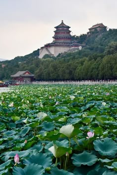 water lilies are blooming in front of a building on a hill with pagodas