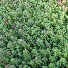 green plants are growing together in the garden