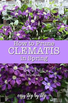 purple clematis growing in a planter with the words how to prune clema