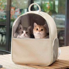 two cats in a backpack sitting on a table