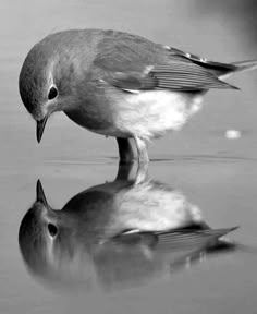 a bird is standing on top of another bird in the water and looking at it's reflection