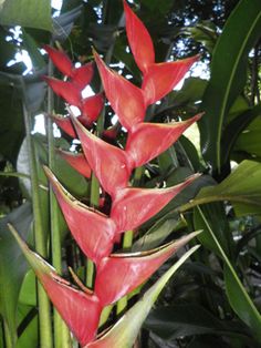 the red flowers are blooming in the tropical garden